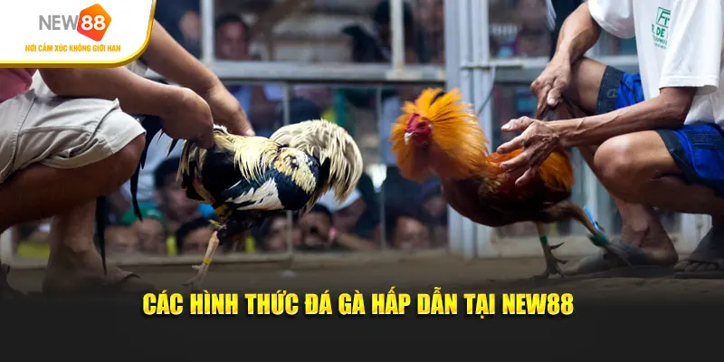 Các hình thức đá gà hấp dẫn tại New88