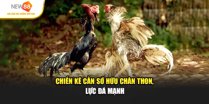 Chiến kê cần sở hữu chân thon, lực đá mạnh