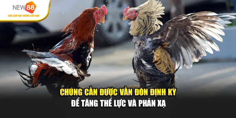 Chúng cần được vần đòn định kỳ để tăng thể lực và phản xạ
