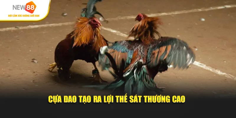 Cựa dao tạo ra lợi thế sát thương cao