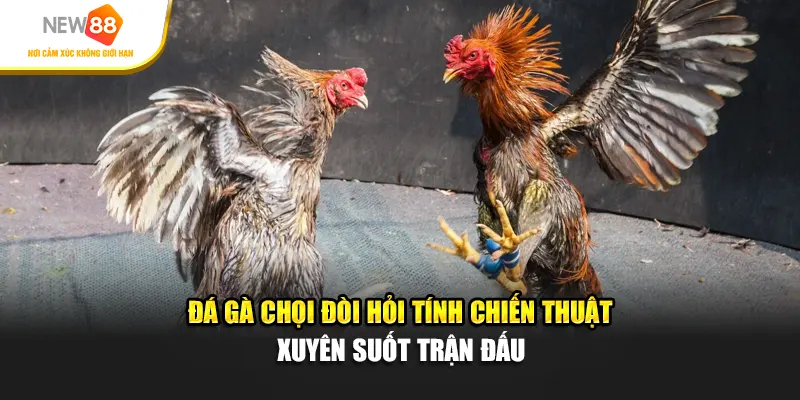 Đá gà chọi đòi hỏi tính chiến thuật xuyên suốt trận đấu