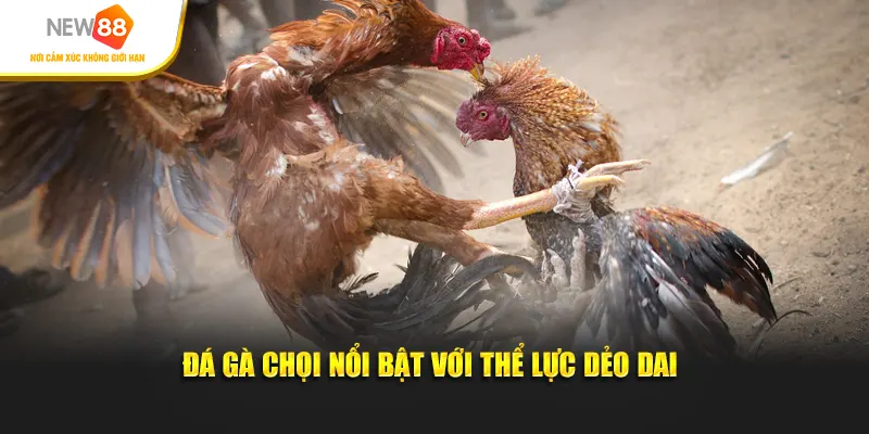 Đá gà chọi nổi bật với thể lực dẻo dai