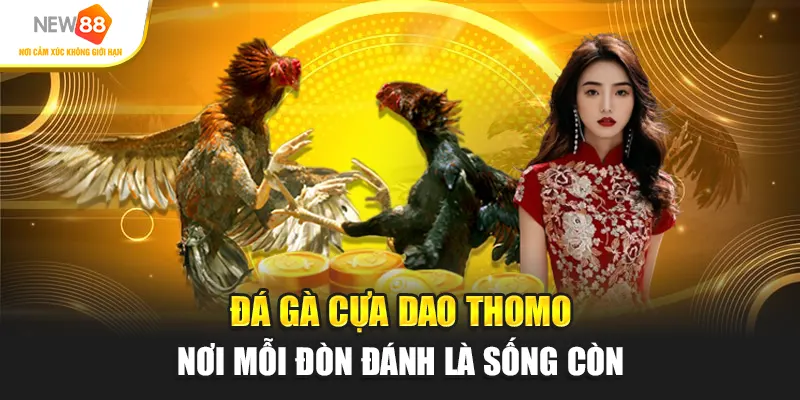 Đá gà cựa dao Thomo – nơi mỗi đòn đánh là sống còn