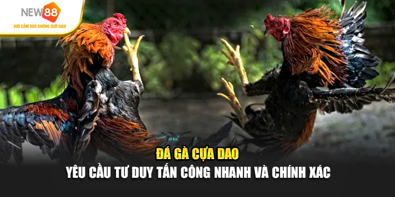 Đá gà cựa dao yêu cầu tư duy tấn công nhanh và chính xác