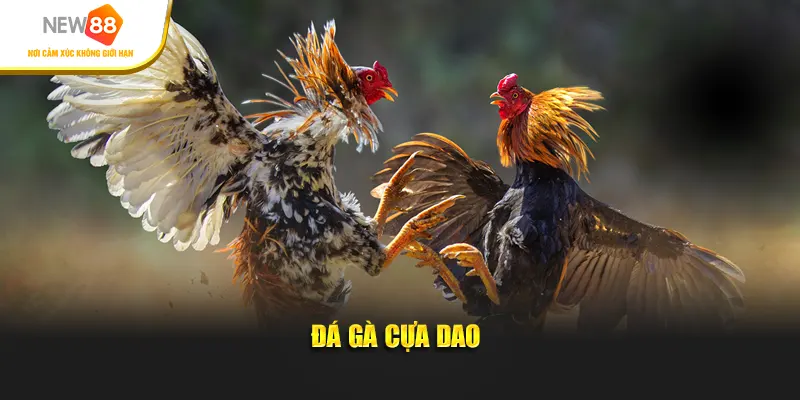 Đá gà cựa dao