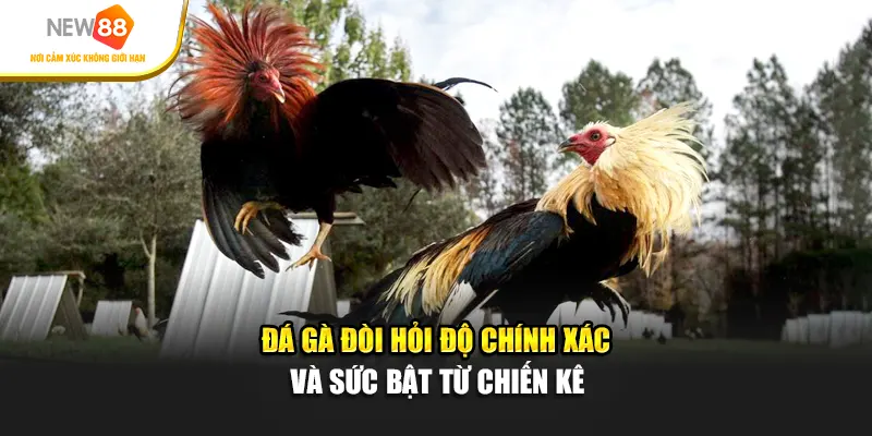 Đá gà đòi hỏi độ chính xác và sức bật từ chiến kê