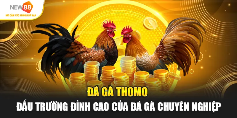 Đá gà Thomo – đấu trường đỉnh cao của đá gà chuyên nghiệp