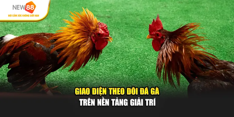 Giao diện theo dõi đá gà trên nền tảng giải trí