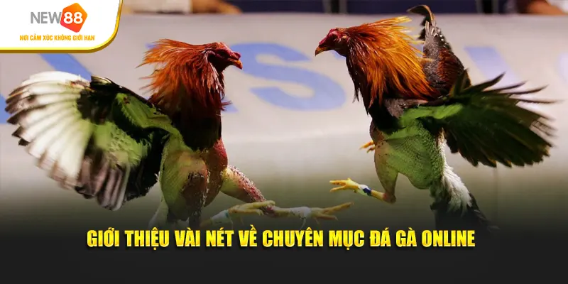 Giới thiệu vài nét về chuyên mục đá gà online