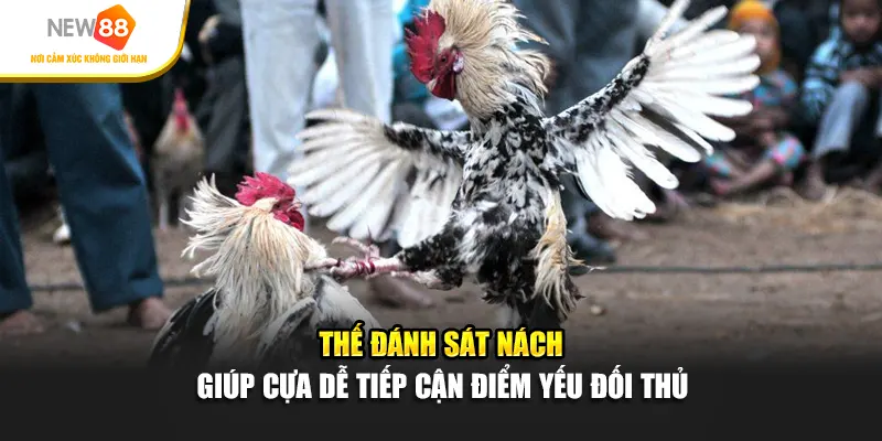 Thế đánh sát nách giúp cựa dễ tiếp cận điểm yếu đối thủ