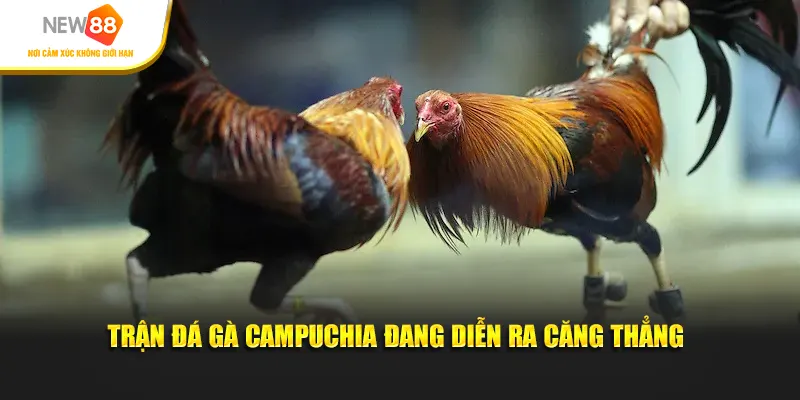 Trận đá gà Campuchia đang diễn ra căng thẳng