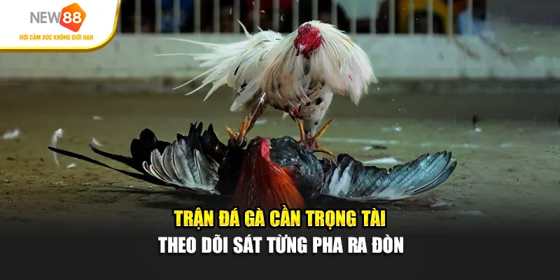 Trận đá gà cần trọng tài theo dõi sát từng pha ra đòn