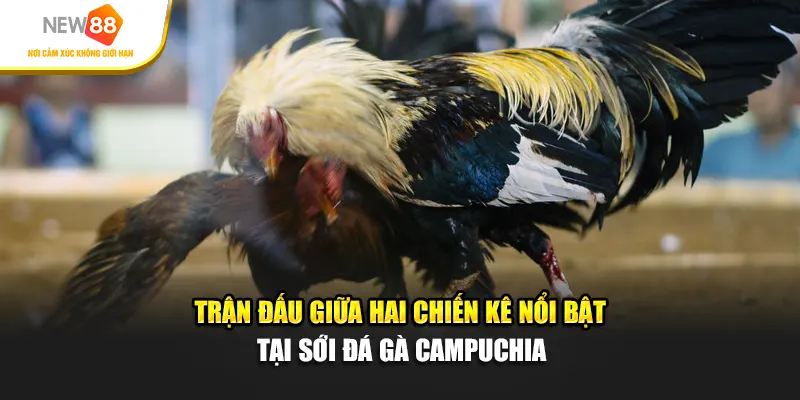 Trận đấu giữa hai chiến kê nổi bật tại sới đá gà Campuchia